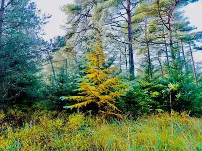 a yellow pine tree in the middle of a forest at 8 person holiday home in Fjerritslev-By Traum in Torup Strand