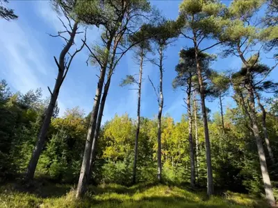 a group of tall trees in a forest at 8 person holiday home in Fjerritslev-By Traum in Torup Strand