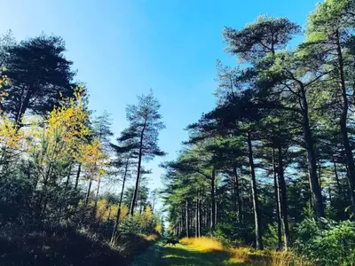 a path through a forest with tall trees at 8 person holiday home in Fjerritslev-By Traum in Torup Strand