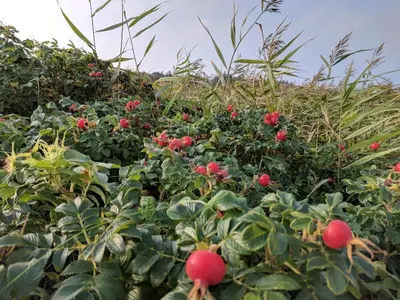 a garden with red flowers and green plants at 9 person holiday home in Hurup Thy-By Traum in Sindrup