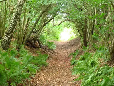 a path in a forest with trees and leaves at 26 person holiday home in Roslev-By Traum in Åsted