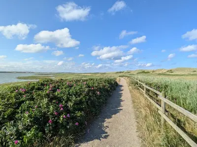 a path through a field of flowers next to a fence at Seaside Retreat with Sauna - By Traum Ferienwohnungen in Vrist