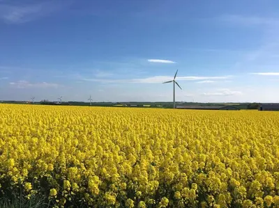 a field of yellow flowers with a windmill in the background at B & B Langagergaard in Thisted