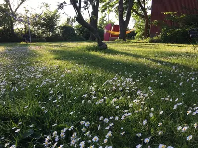 a field of flowers in the grass with a tree at B & B Langagergaard in Thisted
