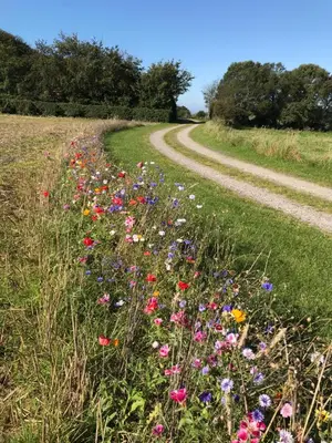 a field of flowers on a dirt road at Porshus Ferielejlighed in Sundstrup