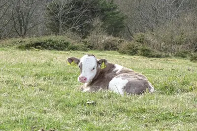 a brown and white cow laying in the grass at Slettegaard in Slettestrand