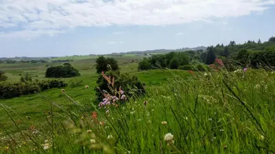 a field with tall grass and flowers in a field at Slettegaard in Slettestrand