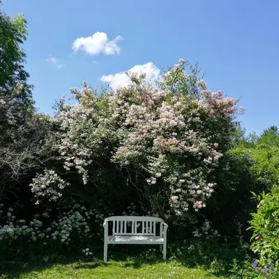 a white bench in front of a large bush with pink flowers at Slettegaard in Slettestrand