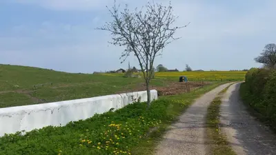 a dirt road with a tree on the side of a field at Slettegaard in Slettestrand