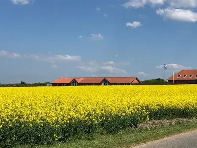 a field of yellow flowers in front of a building at Danhostel Fjaltring in Fjaltring