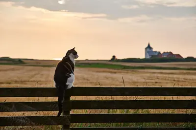 a black and white cat sitting on top of a fence at Danhostel Fjaltring in Fjaltring
