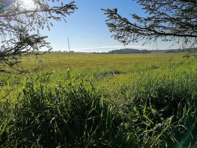 a field of tall green grass with trees in the foreground at 10 person holiday home in Løkken-By Traum in Løkken