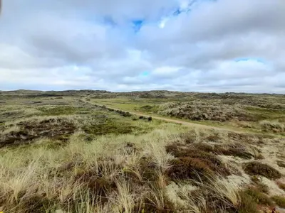 a dirt road in a field with tall grass at 4 person holiday home in Thisted-By Traum in Nørre Vorupør