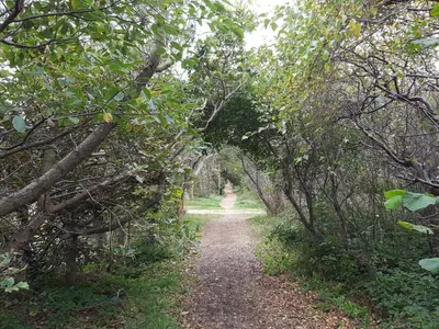 a path through a wooded area with trees at 6 person holiday home in Thisted-By Traum in Torsted