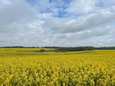 a field of yellow flowers on a cloudy day at Luxury Retreat in Vorupor - By Traum Ferienwohnungen in Nørre Vorupør