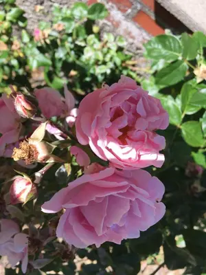 a pink rose is growing in a garden at Rosengave in Alsted