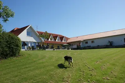 a dog standing in a field next to houses at Hotel Højgaarden in Slettestrand