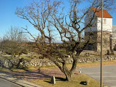 a tree in front of a building with a church at Stor lys lejlighed på Nordmors in Sejerslev