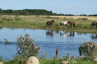 a group of horses standing by a body of water at Stor lys lejlighed på Nordmors in Sejerslev