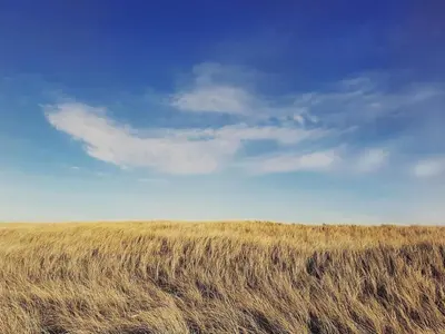 a field of tall brown grass with a blue sky at 10 person holiday home in Frøstrup-By Traum in Frøstrup