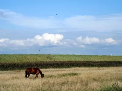 a horse grazing in a field of tall grass at 6 person holiday home in Harboøre-By Traum in Harboør