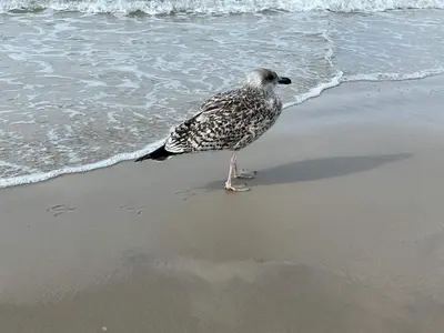 a bird standing on the beach near the water at Seaside Serenity in Blokhus-By Traum in Blokhus