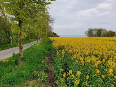 a field of yellow flowers next to a road at 4 person holiday home in Nykøbing M-By Traum in Refshammer