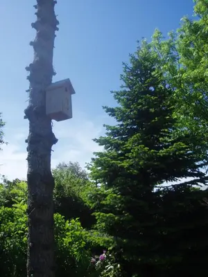 a tree with a bird house on the side of it at 