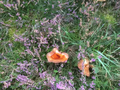 a group of mushrooms in a field of flowers at Bulbjerguld BB in Frøstrup