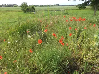 a field of red poppies in a green field at Bulbjerguld BB in Frøstrup