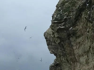 a group of birds flying over a body of water at Bulbjerguld BB in Frøstrup