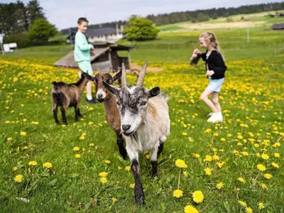 two goats are running in a field with people at Seaside escape in Hanstholm in Hanstholm