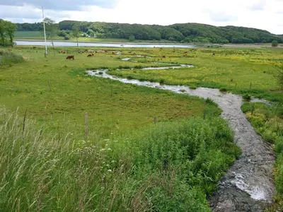 a river in a field with cows in the distance at 6 person holiday home in Roslev in Roslev