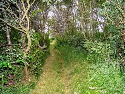 a dirt trail through a forest with trees at 6 person holiday home in Hurup Thy in Sønder Ydby