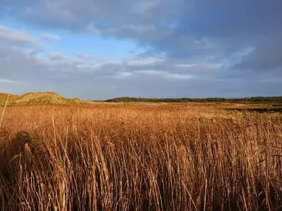 a field of tall brown grass with mountains in the background at Luxury Beach House in Blokhus - By Traum Ferienwohnungen in Blokhus