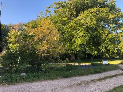a tree in the middle of a gravel road at Landevejens B&B Holstebro in Holstebro