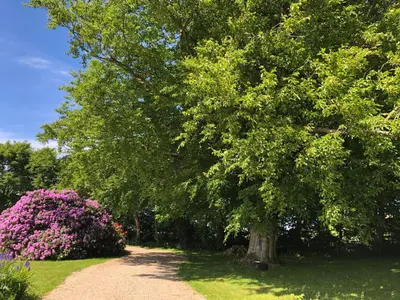 a tree on a dirt road next to pink flowers at Landevejens B&B Holstebro in Holstebro
