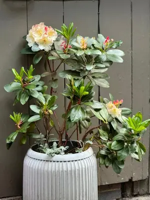 a white planter with flowers in it at Kørestolsvenligt dbl. vær. in Nykøbing Mors