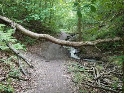 a fallen tree on a trail in a forest at 8 person holiday home in Brovst-By Traum in Brovst