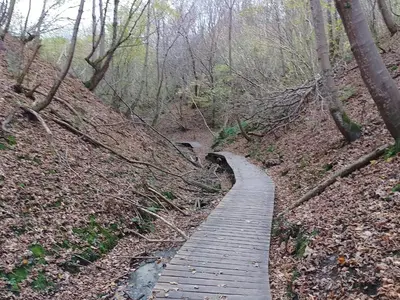 a wooden path through a forest with trees at 8 person holiday home in Brovst-By Traum in Brovst