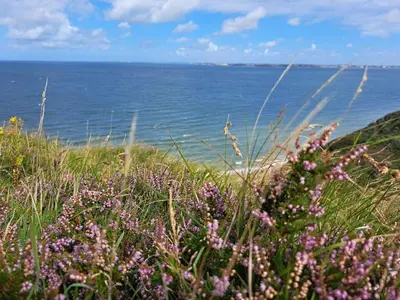 a field of grass with the ocean in the background at 8 person holiday home in Struer-By Traum in Struer