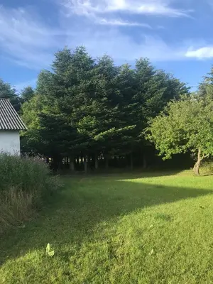 a yard with trees and grass and a house at Sommerhus på Mors in Øster Assels