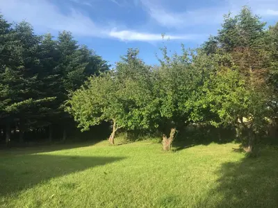 a group of trees in a field of grass at Sommerhus på Mors in Øster Assels