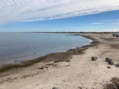 a beach with a bunch of birds in the water at Renovated Retreat with Pool - By Traum Ferienwohnungen in Thisted