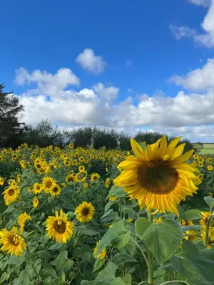 a field of yellow sunflowers under a blue sky at Room 3 - Hawkraft kulturhotel in Vestervig