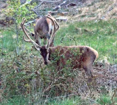 a reindeer with large antlers standing in a field at Istrup gammel skole in Bedsted Thy