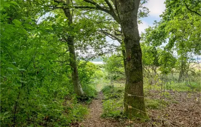 a trail in the woods with a tree at 3 Bedroom Cozy Home In Nibe in Nibe