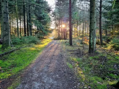 a dirt road in the middle of a forest at 6 person holiday home in Pandrup-By Traum in Pandrup