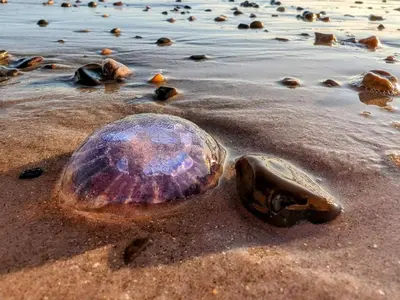 a shell on the sand on a beach at 6 person holiday home in Saltum-By Traum in Saltum