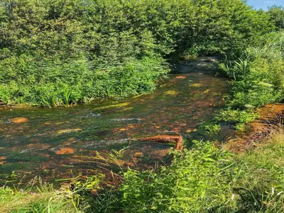 a small stream with plants on the side of a field at Holiday Home Lökea - 800m from the sea by Interhome in Torsted